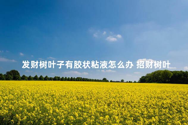 发财树叶子有胶状粘液怎么办 招财树叶子有粘液怎么回事
